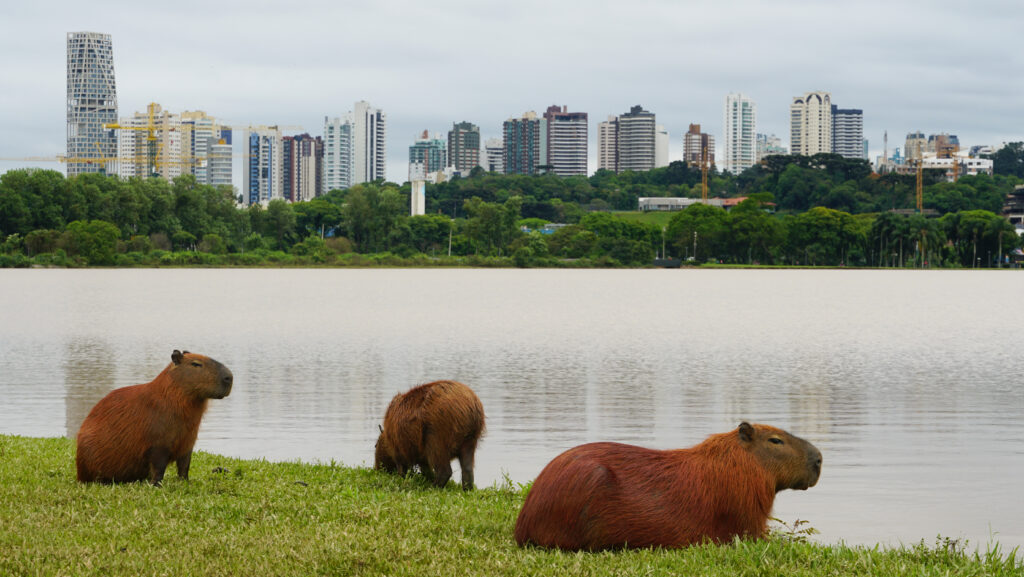 capivaras-parque-barigui